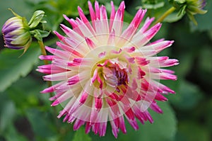 Dahlia is a Beautiful genus of bushy, tuberous, herbaceous