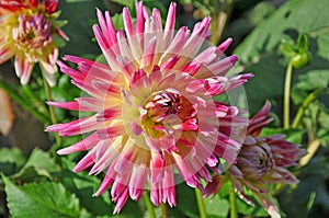 Dahlia is a Beautiful genus of bushy, tuberous, herbaceous