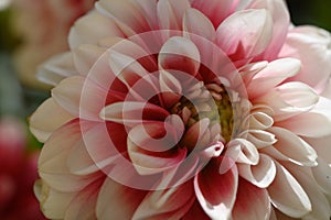 Dahlia the beautiful summer flower close up on the mirror