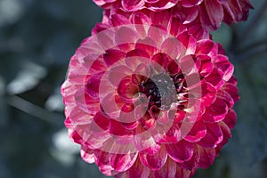 Dahlia the beautiful summer flower close up at sunny day