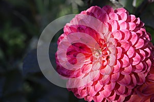 Dahlia the beautiful summer flower close up at sunny day