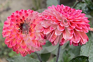 Dahlia the beautiful summer flower close up at sunny day