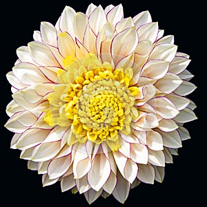 Dahlia - beauty of nature - in creme white with pink lines outside the petals and yellow middle on black