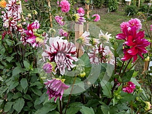 Dahlia \'Bert pitt\' blooming with bicolored red and white flowers