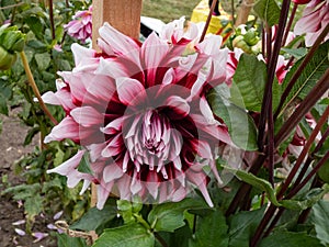Dahlia \'Bert pitt\' blooming with bicolored red and white flowers