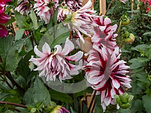 Dahlia \'Bert pitt\' blooming with bicolored red and white flowers