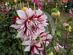Dahlia \'Bert pitt\' blooming with bicolored red and white flowers in the garden