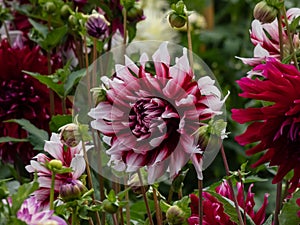 Dahlia \'Bert pitt\' blooming with bicolored red and white flowers in the garden in autumn