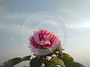 Dahlia bicolor pink and white flowers