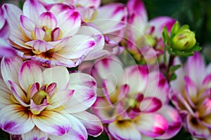 Dahlia binky variety, closeup are bright white small sized chrysanthemums