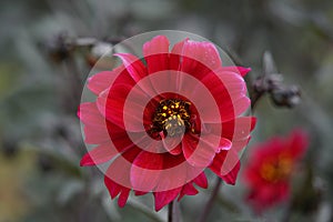 Dahlia Bishop of Canterbury flower