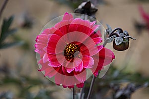 Dahlia Bishop of Canterbury flower