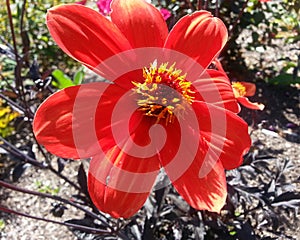 Dahlia Bishop of Llandaff Fllower