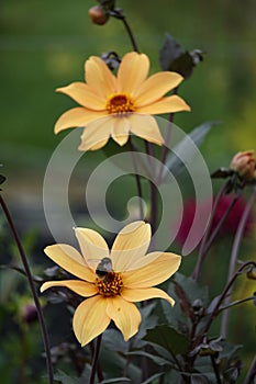 Dahlia Bishop of York flower, yellow blooms, summer