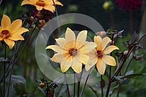 Dahlia Bishop of York flower, yellow blooms, summer