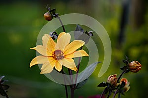 Dahlia Bishop of York flower, yellow blooms, summer