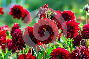 Dahlia black red flowers in garden