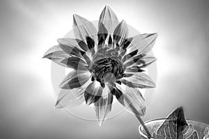 A dahlia in black and white backlit against awhite background