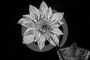 A dahlia in black and white  backlit against a black background