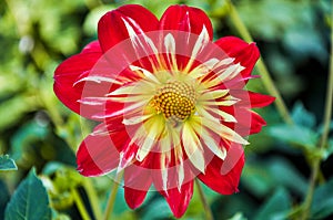 Dahlia bloom