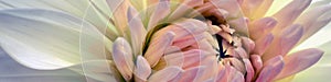 Dahlia bloom. Flower petals closeup. Bright vegetal banner. Pink, white and yellow plant header. Floral headline. Macro