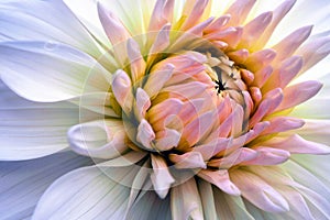 Dahlia bloom. White and pink flower petals close up. Bright, delicate, gentle illustration on a floral theme. The bud is blooming