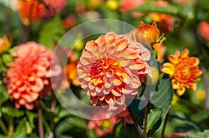 Dahlia blooms in autumn