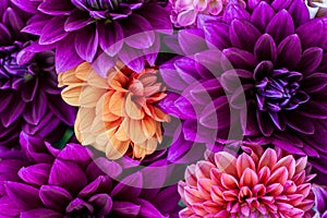 Dahlia blooms background. Colorful dahlia flowers close up. Floral background.