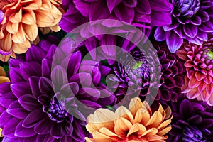 Dahlia blooms background. Colorful dahlia flowers close up. Floral background.