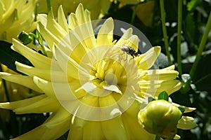 Dahlia blossom with a fly visiting