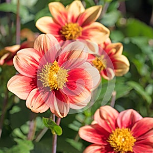 Dahlia blossoms in a close-up