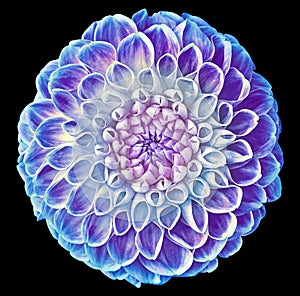 Dahlia blue flower on black isolated background. Closeup. For design.
