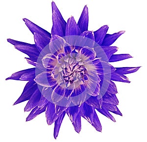 Dahlia blue-pink-violet flower, white background isolated with clipping path. Closeup. with no shadows. Great, Spotted, spiky f