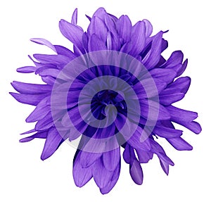 Dahlia blue-violet flower white background isolated with clipping path. Closeup. with no shadows.