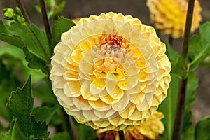 Dahlia `Blyton Softer Gleam`