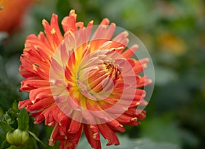 Dahlia Bora Bora Cactus, Asteraceae