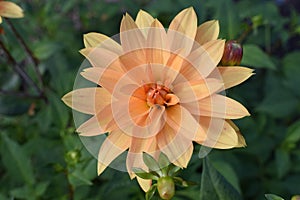 Dahlia Brandaris photo