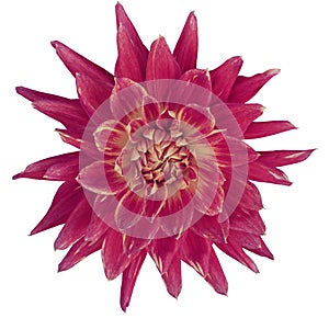 Dahlia brightly pink flower, white background isolated with clipping path. Closeup. with no shadows. Great, Spotted, spiky flow