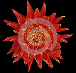 Dahlia brightly red flower, black background isolated with clipping path. Closeup. with no shadows. Great, Spotted, spiky flowe