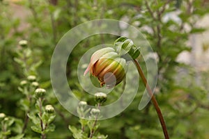 Dahlia bud