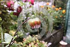 Dahlia bud