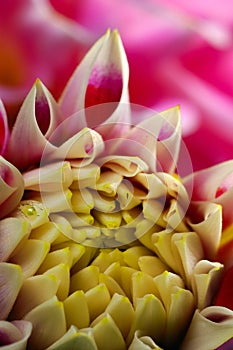 Dahlia bud