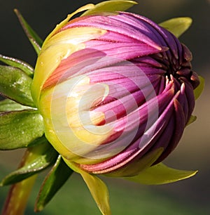 Dahlia Bud Close-Up