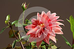 Dahlia bushy tuberous herbaceous perennial plant with beautiful fully open blooming layered pink flower with yellow center