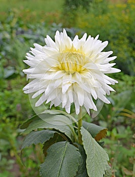 Dahlia-cactus flower