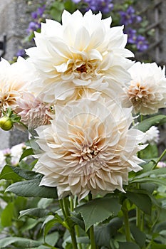 Dahlia Cafe au Lait photo