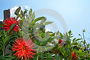 Dahlia close-up against the blue sky. Shrubs in the garden on a Sunny day. Decoration of fences with flowers in the garden