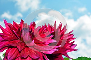 Dahlia close-up against a blue sky and white clouds. Shrubs in the garden on a Sunny day. Decoration of fences with flowers in the