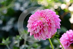 Dahlia