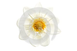 Dahlia closeup isolated